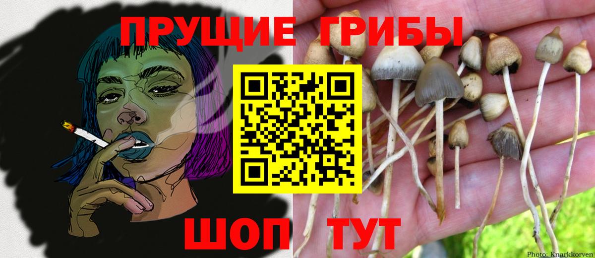 Галлюциногенные грибы Psilocybe Воскресенск